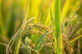 Sun Rice